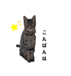 ねこくん＆ねこちゃん（個別スタンプ：2）
