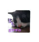 ねこくん＆ねこちゃん（個別スタンプ：3）