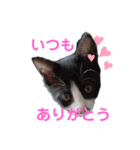 ねこくん＆ねこちゃん（個別スタンプ：4）