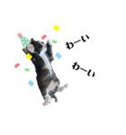 ねこくん＆ねこちゃん（個別スタンプ：6）