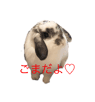 ごま(ホーランドロップ)のスタンプ（個別スタンプ：1）