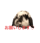 ごま(ホーランドロップ)のスタンプ（個別スタンプ：2）