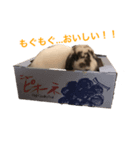 ごま(ホーランドロップ)のスタンプ（個別スタンプ：4）