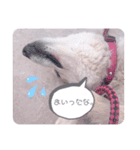 ちろすけ（個別スタンプ：8）