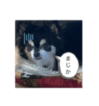 リンとココ（個別スタンプ：8）
