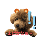 うちのもこスタンプ（個別スタンプ：1）
