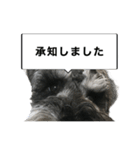 謎のミニチュアシュナウザーぴの（個別スタンプ：2）