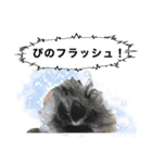 謎のミニチュアシュナウザーぴの（個別スタンプ：3）