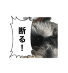 謎のミニチュアシュナウザーぴの（個別スタンプ：4）