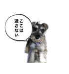 謎のミニチュアシュナウザーぴの（個別スタンプ：5）