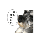謎のミニチュアシュナウザーぴの（個別スタンプ：6）