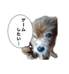 謎のミニチュアシュナウザーぴの（個別スタンプ：8）