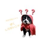 양말군♡（個別スタンプ：4）