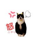 양말군♡（個別スタンプ：6）