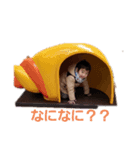 さかはるひよ（個別スタンプ：1）