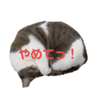 シーちゃん先輩とスー（個別スタンプ：3）