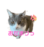 シーちゃん先輩とスー（個別スタンプ：4）
