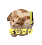 シーちゃん先輩とスー（個別スタンプ：8）
