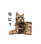 猫の気持ち No.1（個別スタンプ：1）