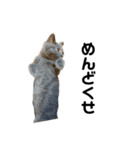 猫の気持ち No.1（個別スタンプ：2）