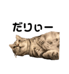 猫の気持ち No.1（個別スタンプ：3）