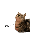 猫の気持ち No.1（個別スタンプ：4）