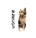猫の気持ち No.1（個別スタンプ：5）