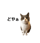 猫の気持ち No.1（個別スタンプ：6）