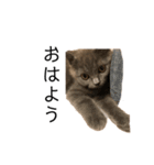 猫の気持ち No.1（個別スタンプ：7）