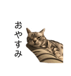 猫の気持ち No.1（個別スタンプ：8）
