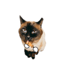 animal cat dog（個別スタンプ：1）