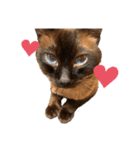animal cat dog（個別スタンプ：2）