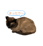 animal cat dog（個別スタンプ：3）