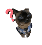 animal cat dog（個別スタンプ：4）