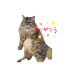 animal cat dog（個別スタンプ：5）