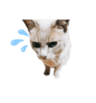 animal cat dog（個別スタンプ：6）