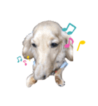 animal cat dog（個別スタンプ：7）