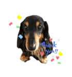 animal cat dog（個別スタンプ：8）