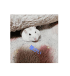 ハムスターのチビたん（個別スタンプ：1）