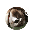 ビビポム日和（個別スタンプ：5）