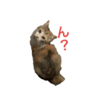 どらさんが言った（個別スタンプ：1）