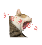 どらさんが言った（個別スタンプ：2）