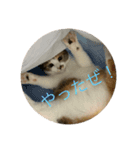 どらさんが言った（個別スタンプ：3）