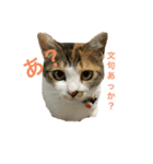 どらさんが言った（個別スタンプ：5）