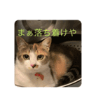 どらさんが言った（個別スタンプ：7）