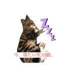 我が家の8匹のにゃんこたち（個別スタンプ：1）