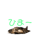 我が家の8匹のにゃんこたち（個別スタンプ：4）