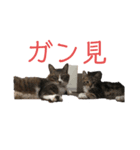 我が家の8匹のにゃんこたち（個別スタンプ：7）