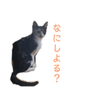 我が家の8匹のにゃんこたち（個別スタンプ：8）