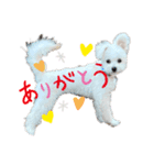 ととまる★ぽめぷー（個別スタンプ：7）
